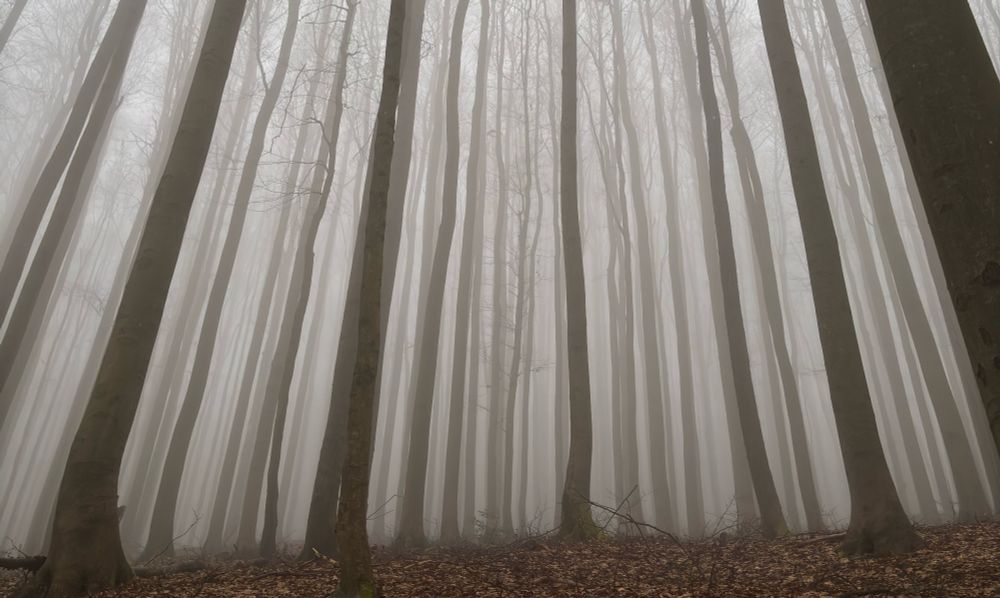 Beech forest - Germany