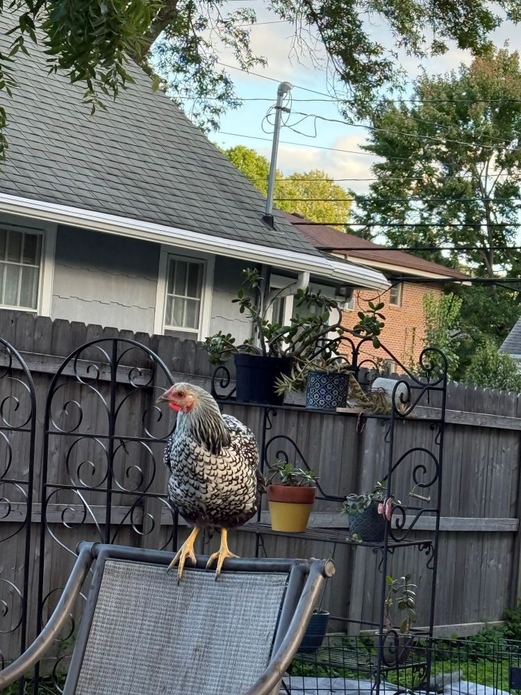 Black and white chicken on a chair back surveying her domain