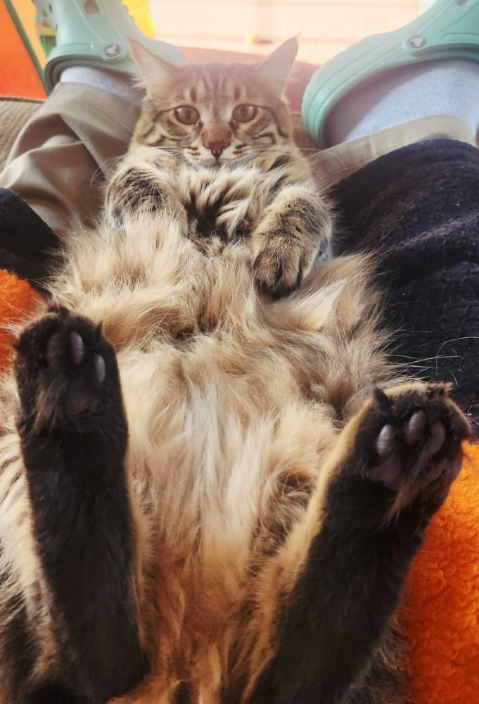 Fluffy brown and black striped cat on his back with his back feet in the air showing his toe beans. 