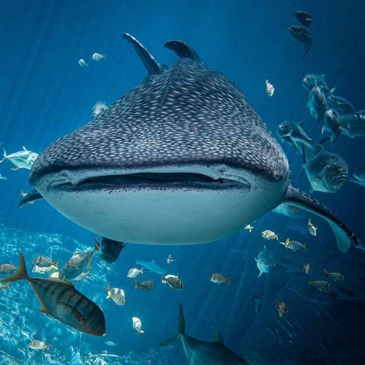 a picture of a front facing whale shark 