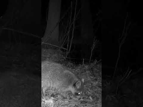 Trash pickup 7 days a week #trashpanda #raccoon #browning #trailcamera