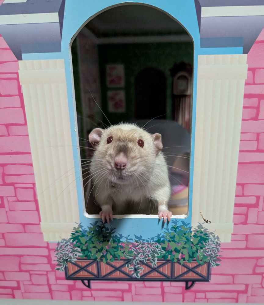 Photo of a siamese pet rat in a wooden doll house window. The exterior walls are pink, with a drawing of a balcony under the window. 