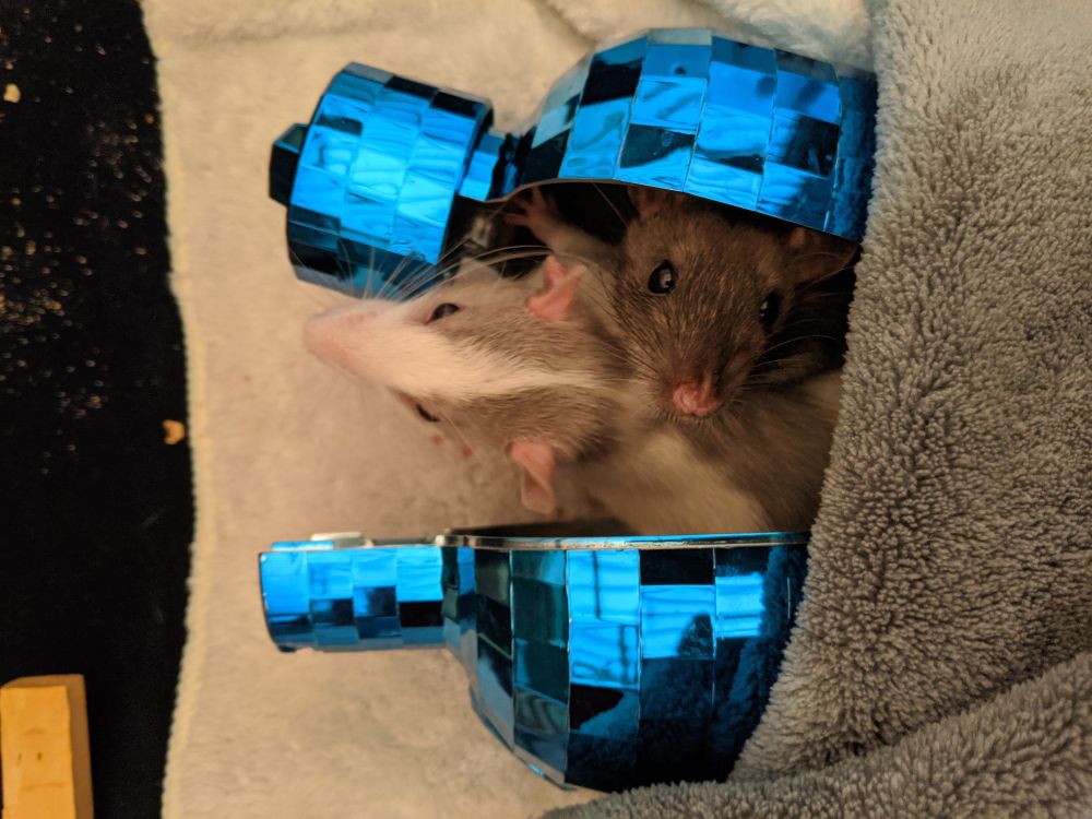 Photo of two baby pet rats, one brown and one white and gray, named Flash and Remy. They are hiding inside a vodka bottle cover. The cover is in the shape of a bottle that can be opened in half from the top to the bottom. It is blue and looks somewhat like a disco ball. The brown rat is peaking up while the white and gray rat is looking ahead. 

This is an old photo taken in 2020. 
