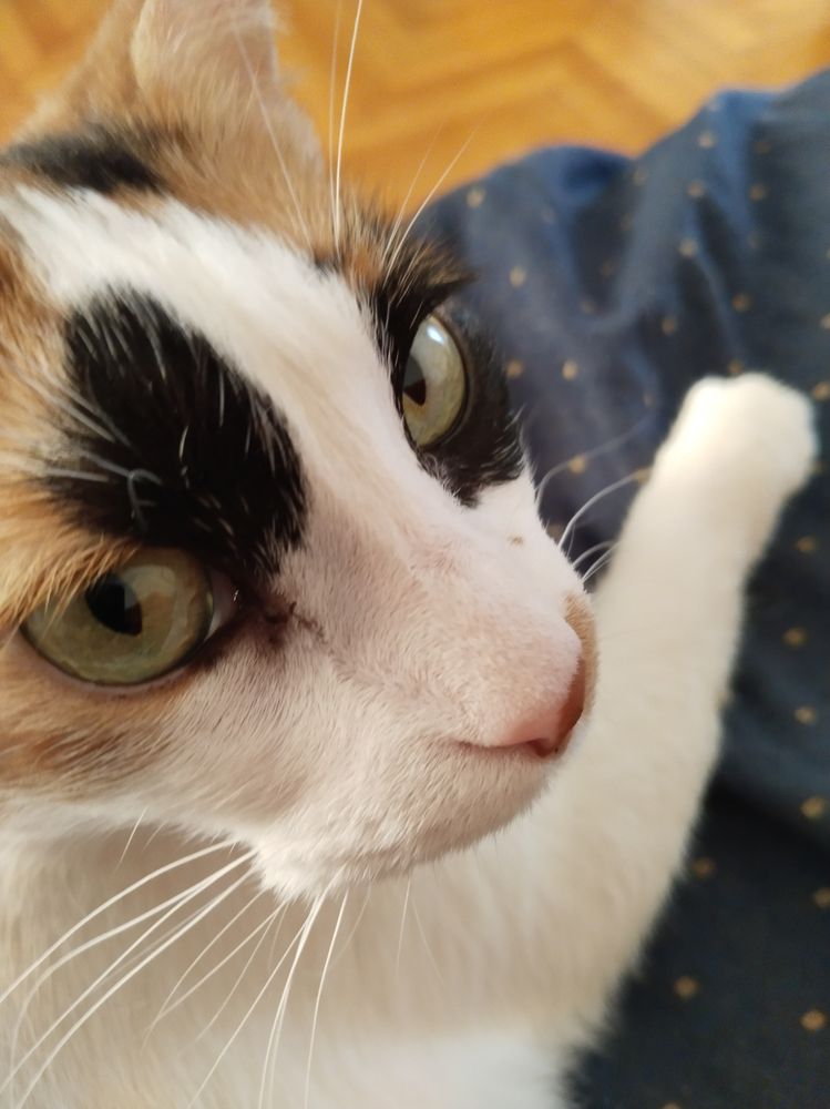 εννοείται ότι είναι στειρωμένη, θα δώσω και φαΐ, παιχνίδια, κρεβατάκι, κουτί με άμμο, κλπ.