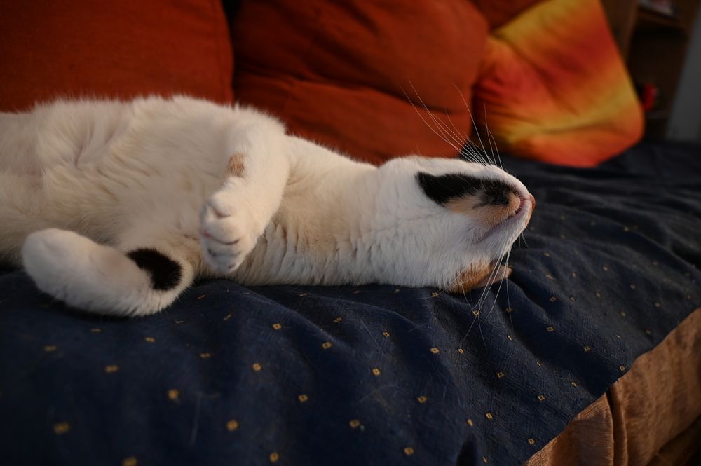 My cat. In spite of all resemblance, this is a cat and not a ferret. You have no idea how long it took to get this shot. When the camera is out, the kitty acts out, them's the rules...