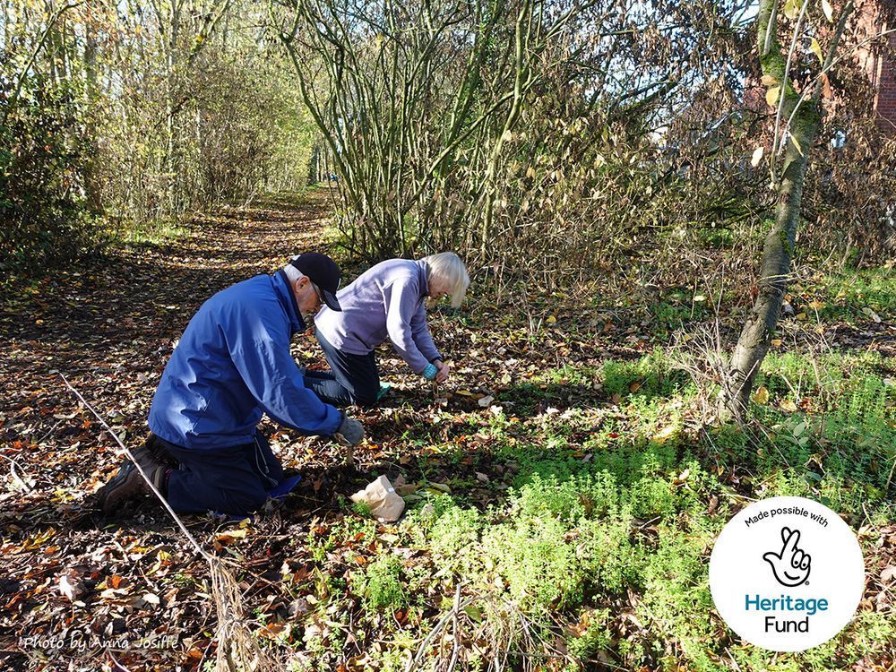 2 people in the middle of planting bulbs alongside a path in a small woodland on a sunny day
