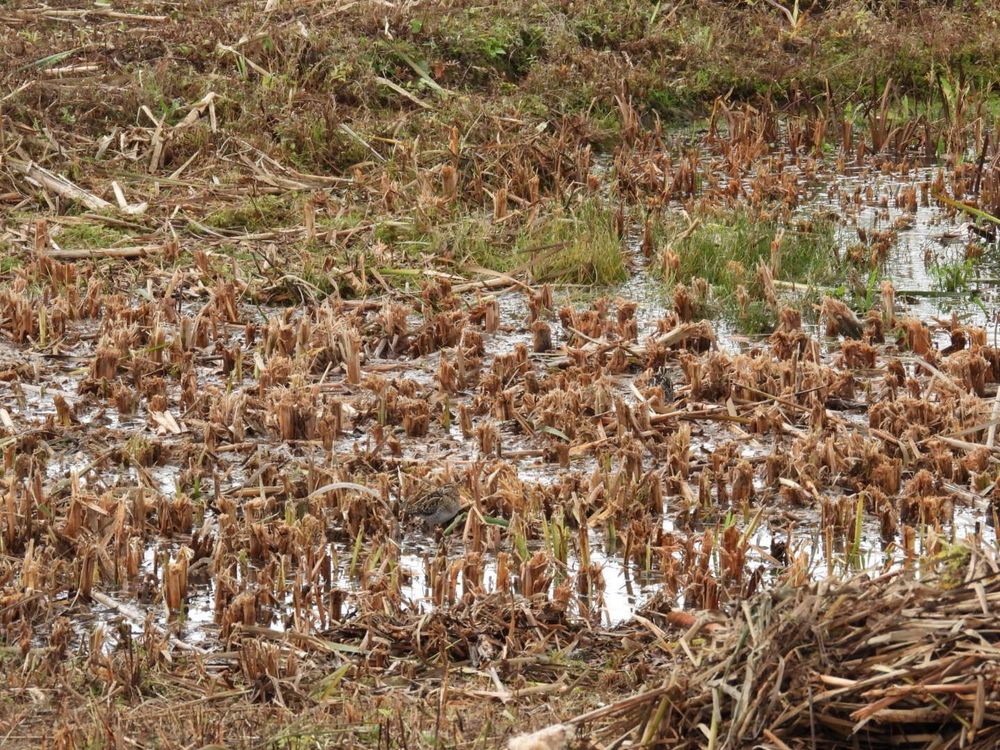 A marshy area full of cut down reeds...and some hidden wildlife...