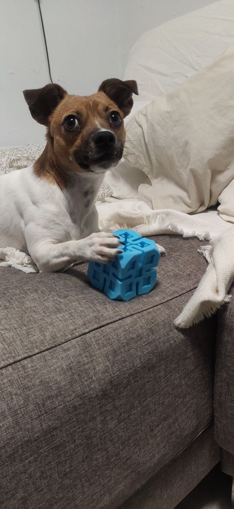 Perra sinvergüenza y con cara de buena en el sofá con un juguete robado a su primo