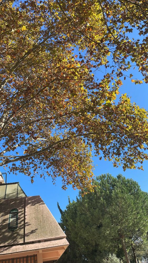 Branches of a tree with yellow leaves, next to a pink building and a pine tree with a blue sky 
