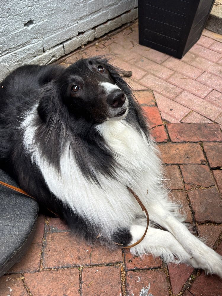 Scotch collie begging.