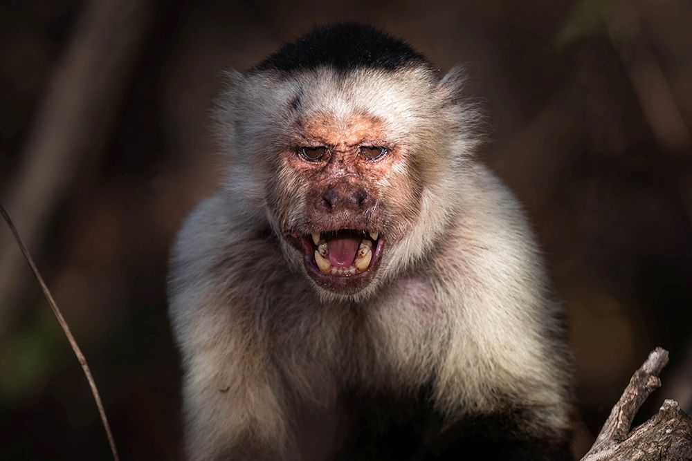 Vocal communication serves several critical functions, such as species recognition,
mate attraction and resource defence. However, environmental and physiological factors
like urbanization, noise poll...