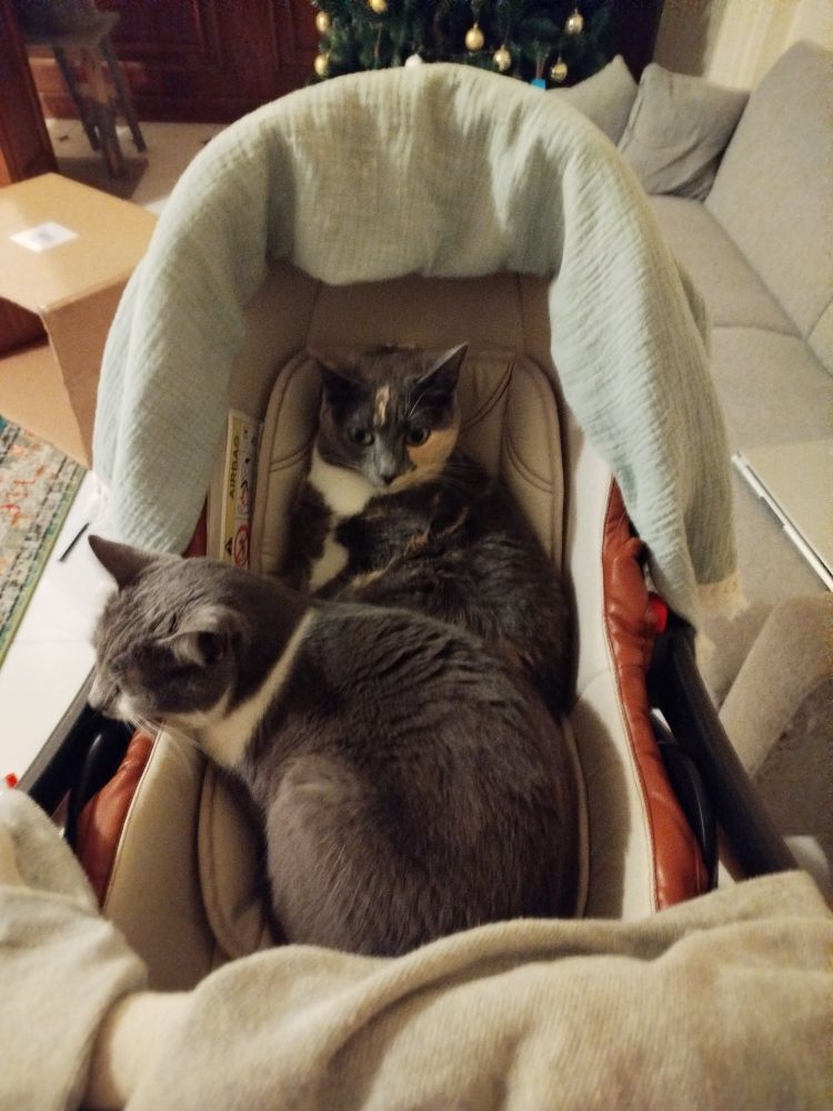 Dois gatinhos, um cinza e branco e outro calico, descansando em um carrinho de bebê bege, cobertos por um cobertor verde claro.