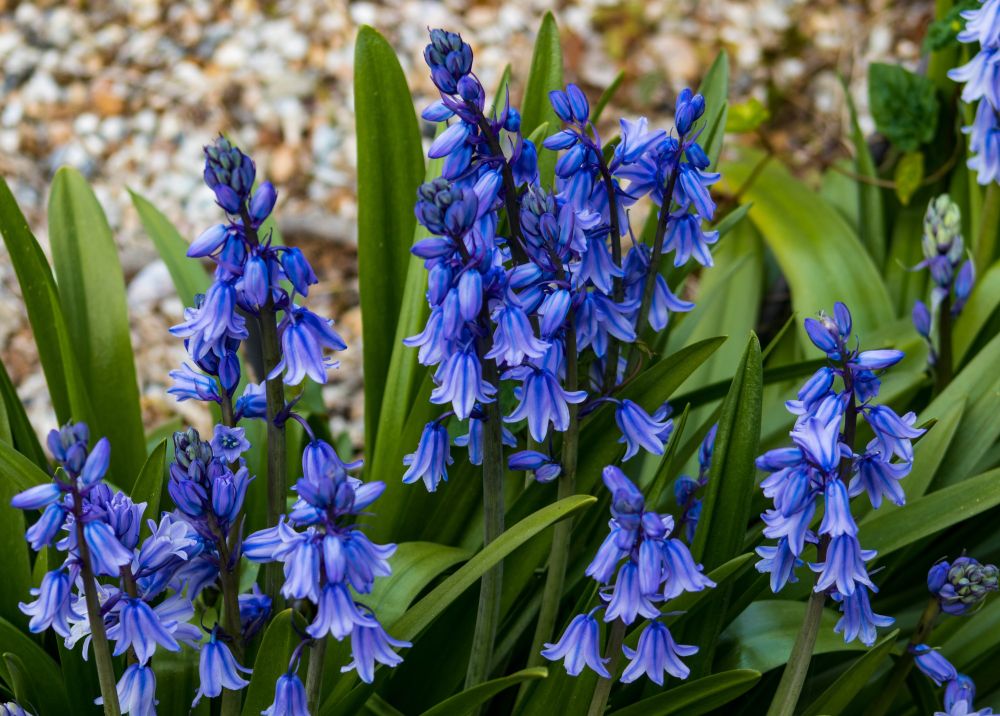 An unknown blue flower with many small heads.