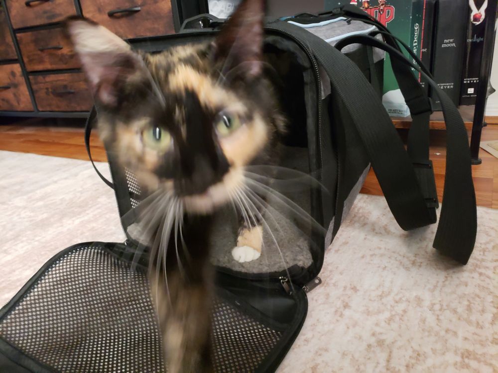blurry calico cat, leaving a carrier anf walking toward the camera