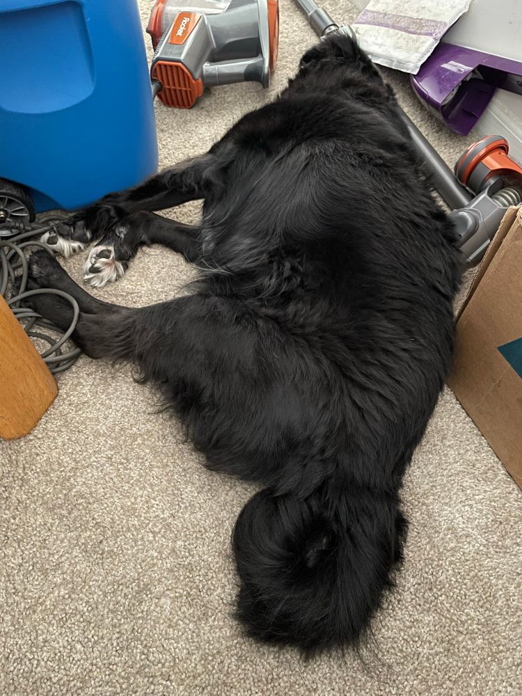 my dog badger sleeping. the focus is on his fluffy tail, which is curled into a circle. he's wedged between a cooler, a vacuum cleaner, a cardboard box, and a table leg. badger has medium-length black fur with white on his front toes. 