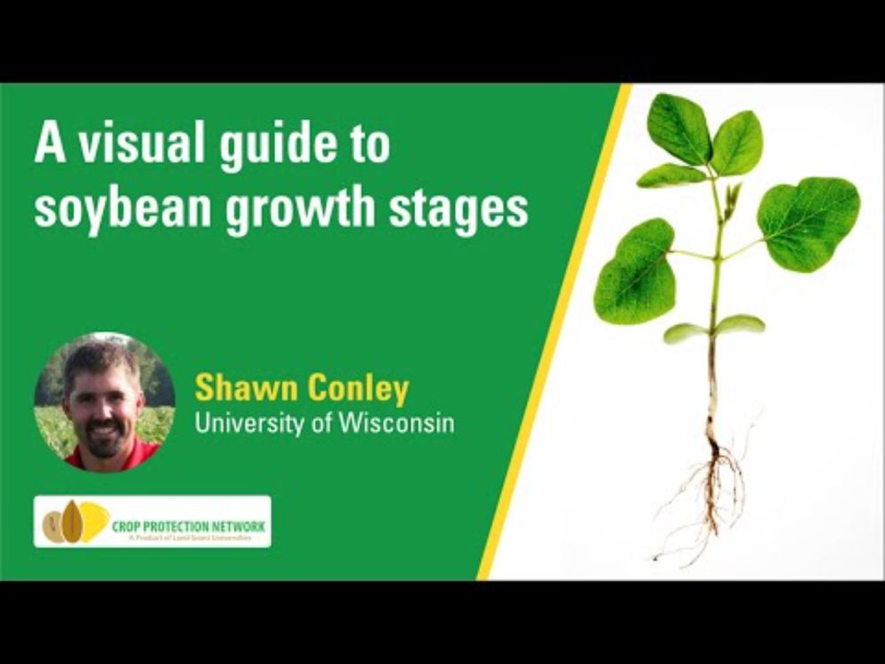A visual guide to soybean growth stages