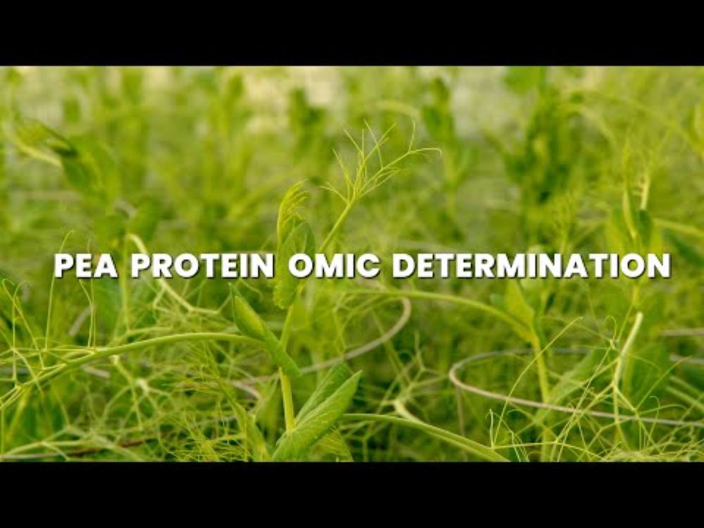 Pea Protein ‘Omics Determination (P-POD)
