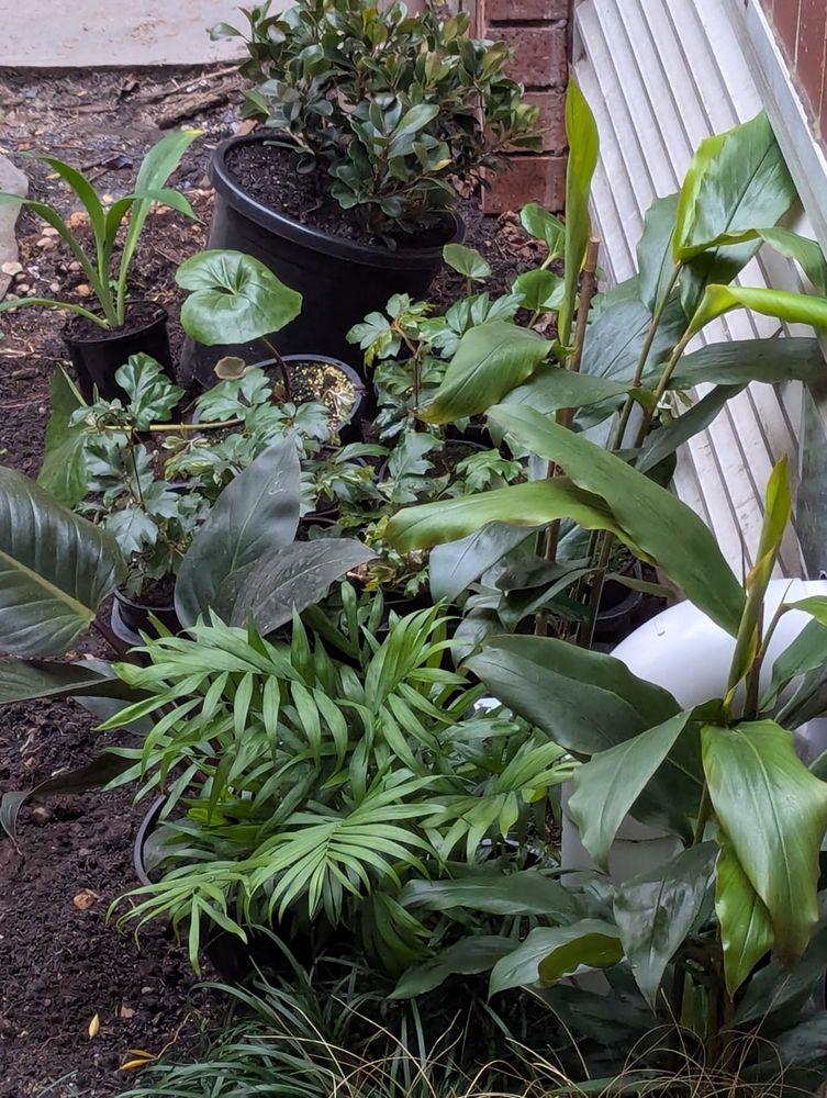 Lots of different plants in pots
