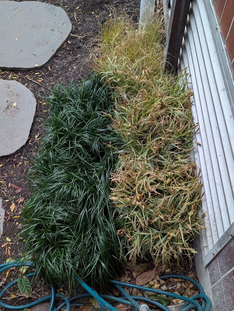 Grassy plants in pots
