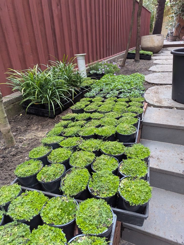 Lots of ground cover plants in pots