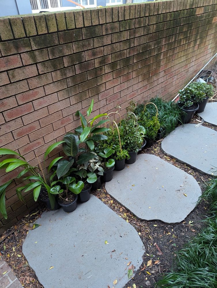Lots of different plants in pots