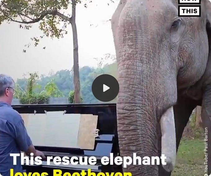 Paul Barton is a pianist who has traded playing in concert halls for the jungles of Thailand, where he performs for blind and handicapped elephants.
