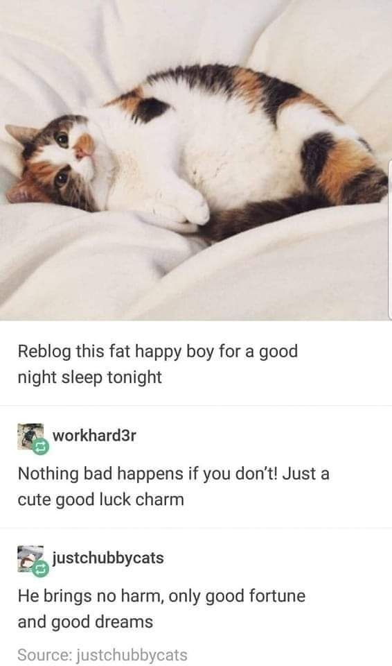 Chubby brown and black cat with white under belly laying on white blanket. Text below the picture says:
Reblog this fat happy boy for a good night sleep tonight.
Nothing bad happens if you don't! Just a cute good luck charm.
He brings no harm, only good fortune and gold dreams.