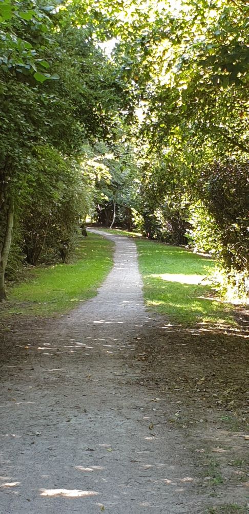 A woodland path.