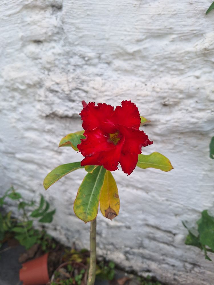 Flor da Rosa do deserto vermelha em um corredor com fundo branco