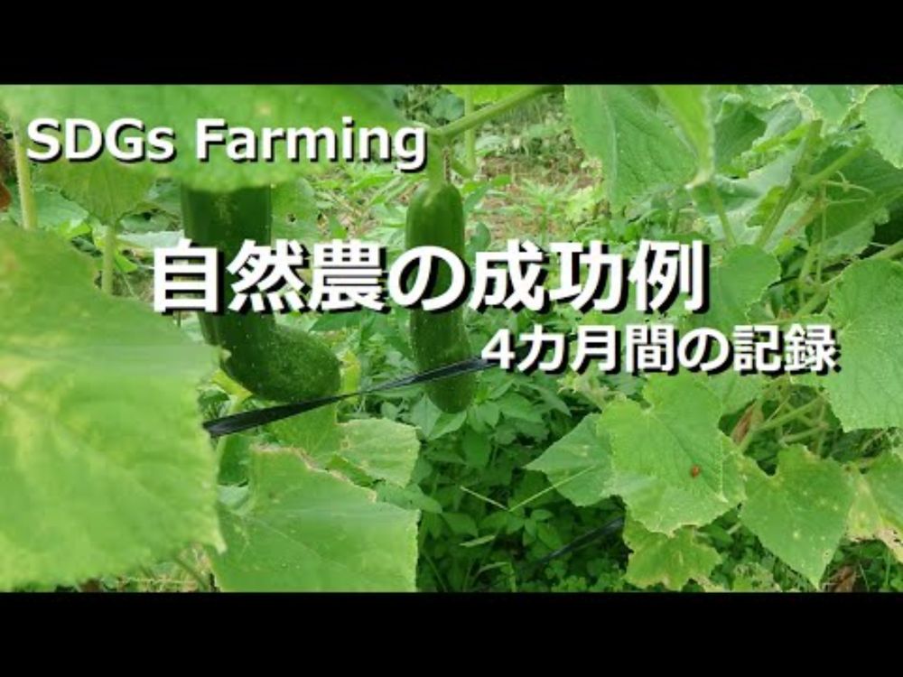 『SDGs農法と自然農』 自然農の成功例 4カ月間の記録  n115