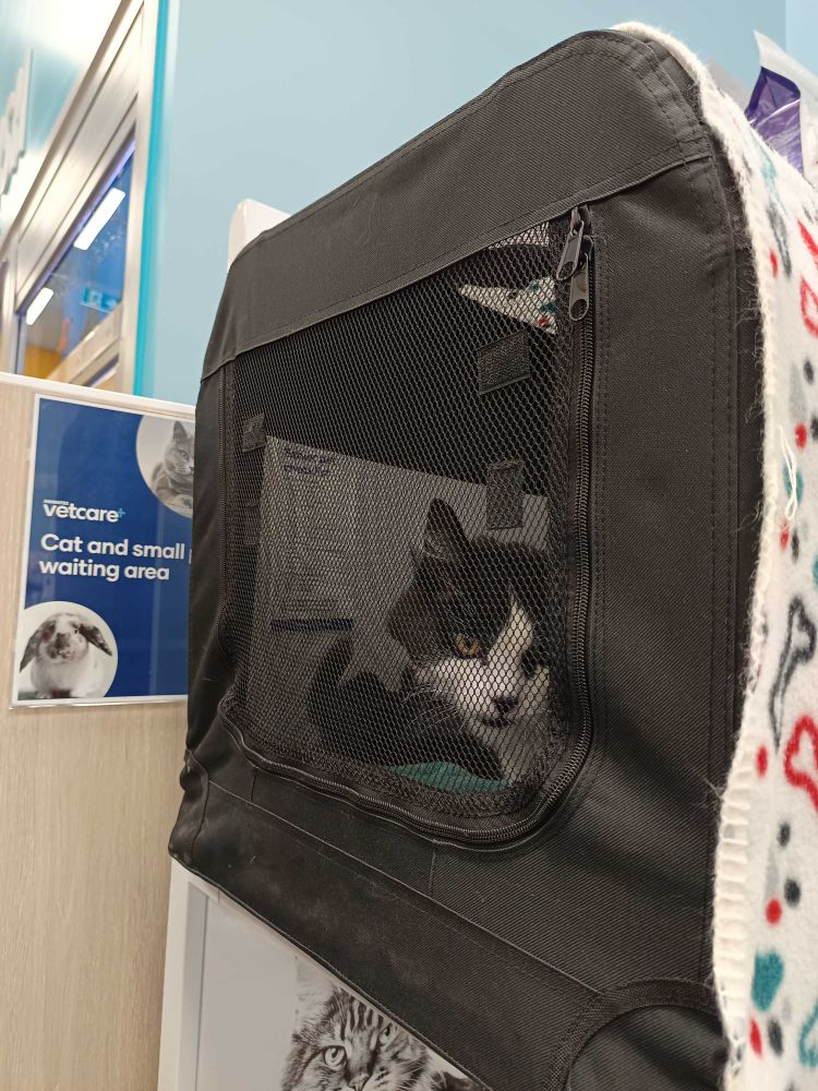 Photograph of a tuxedo cat looking out a mesh window from a pet carrier sitting on a bench at a veterinarian's office. 