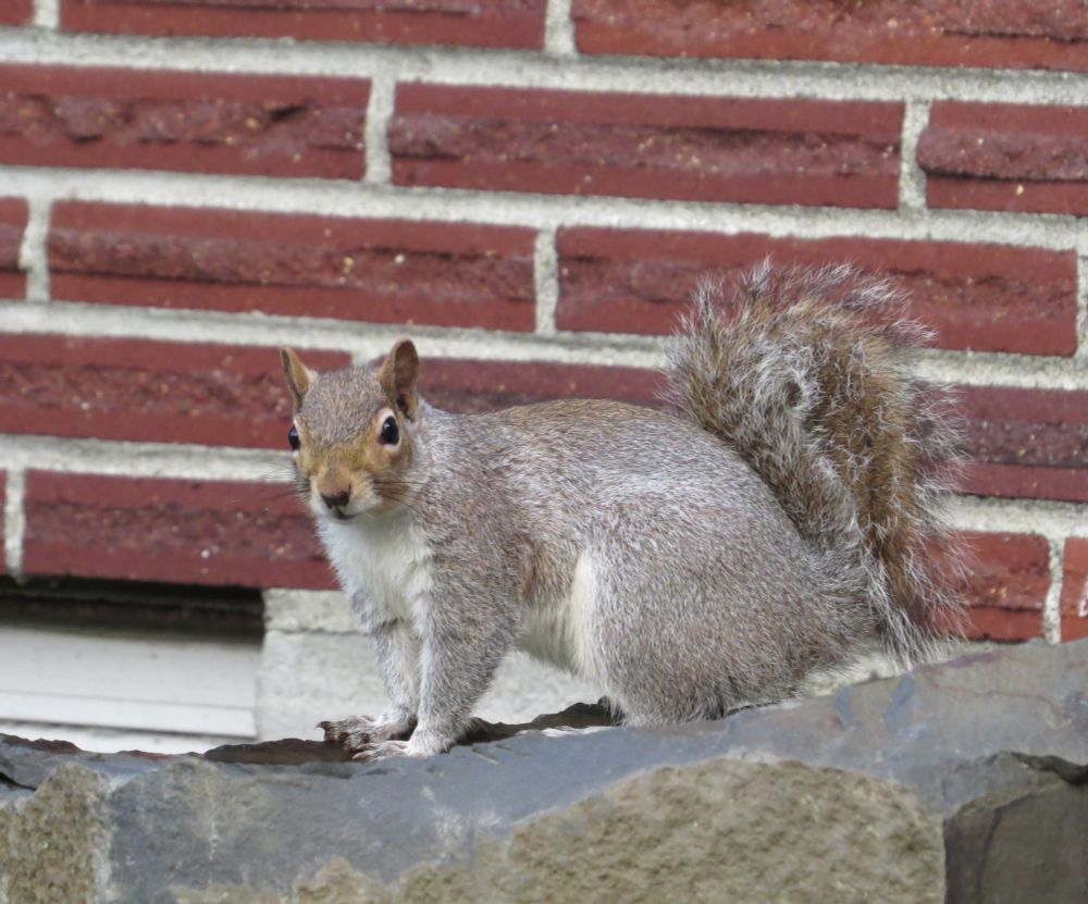 Grey, brown, and white squirrel posed on a rock in front of a brick wall, brown face turned toward the camera.
