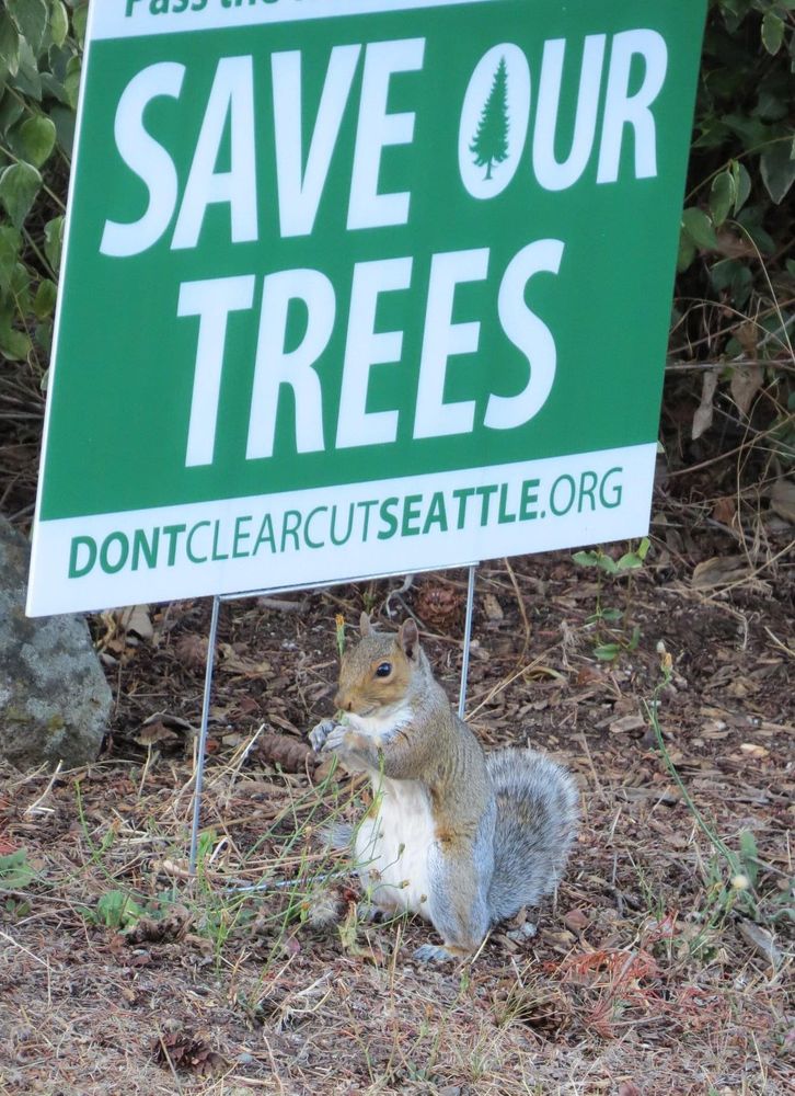 An Eastern Grey Squirrel obligingly posed upright beneath a green and white activist sign that says "SAVE OUR TREES!" (www.dontclearcutseattle.org) Such a cutie!