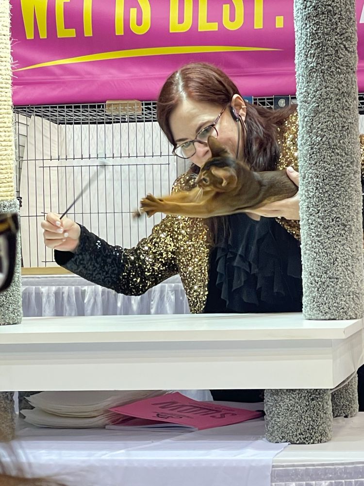 A judge handles an Abyssinian 