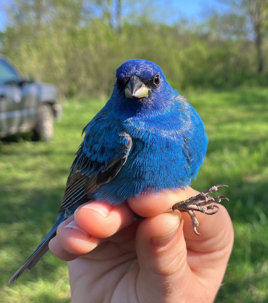 Brilliant blue male indigo bunting being held by a trained bander on a gorgeous spring morning 