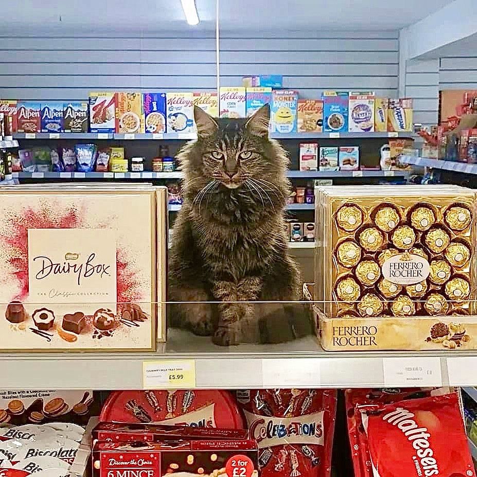 Bodega Cats