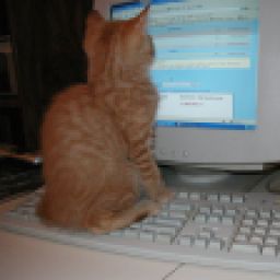 Orange Kitten sitting on keyboard staring at CRT monitor with Windows XP and Internet Explorer displayed.