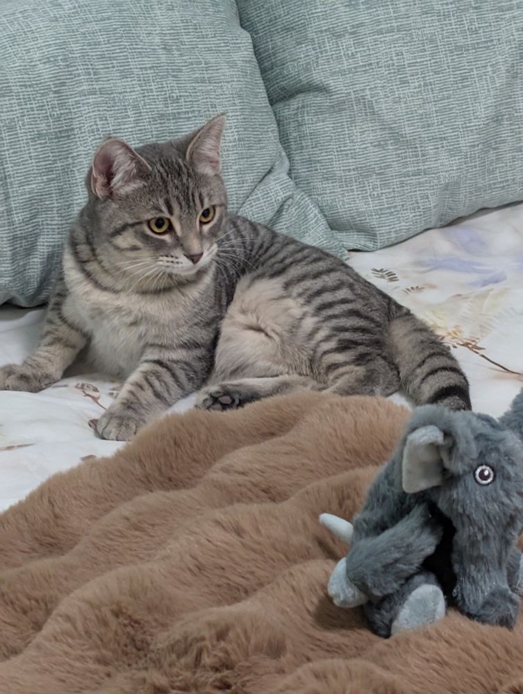 Roberto the cat sits on a bed with his toy elephant.