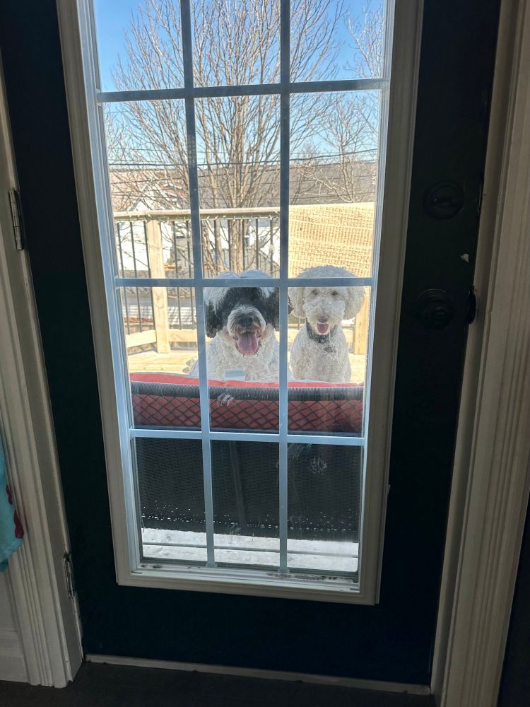 Stella and Wilson on a lawn chair looking into the kitchen from outside. Still looking