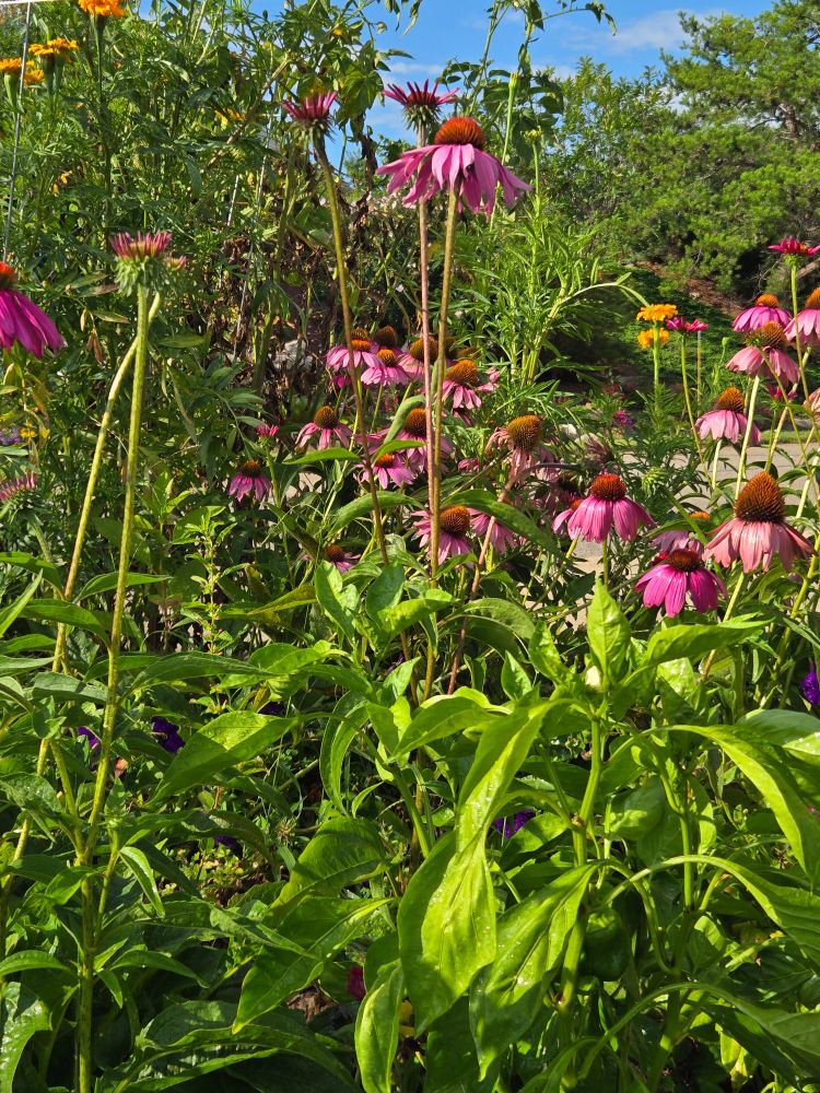 Flower garden