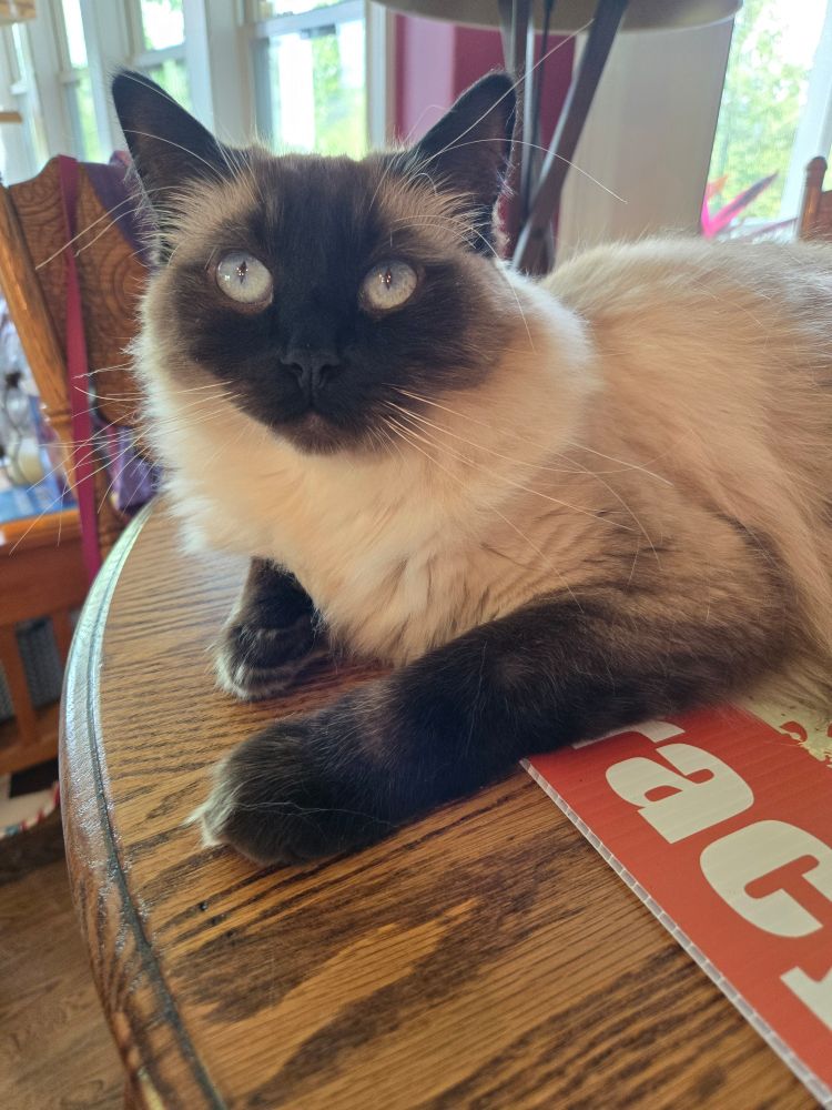 Cat.