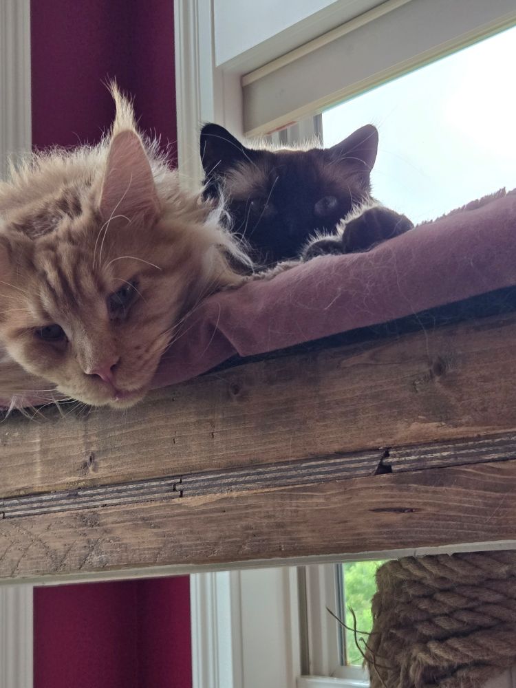 2 cats relaxing