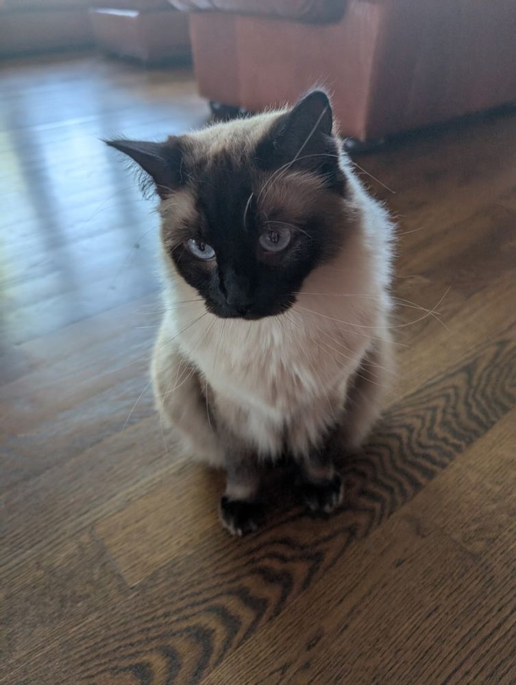 Cat looking unhappy