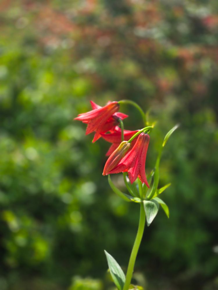 Besutiful wild flower. 