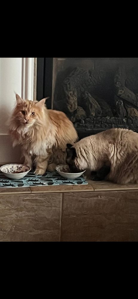 Twi cats eating