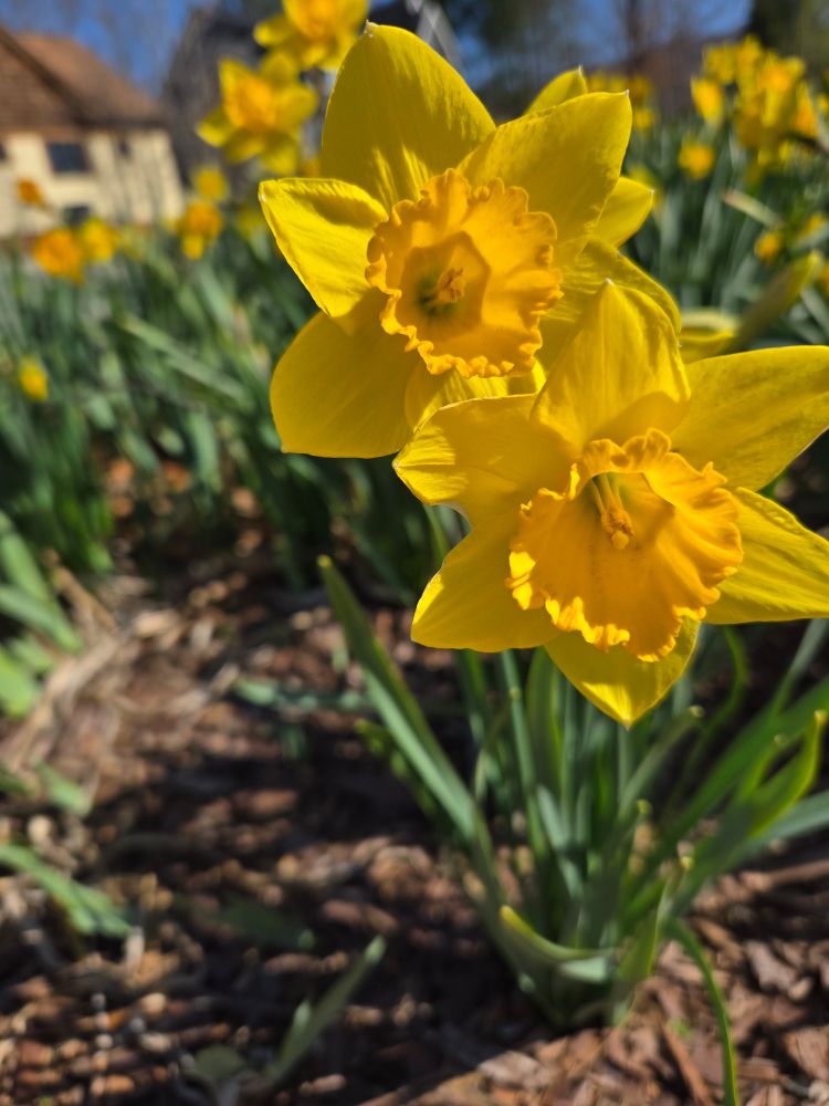 Yellow daffodils. Happy spring