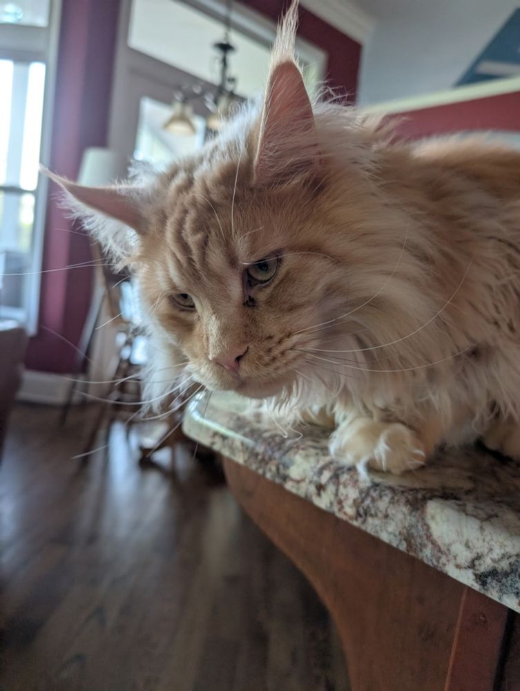 Red maine coon looking unhappy.