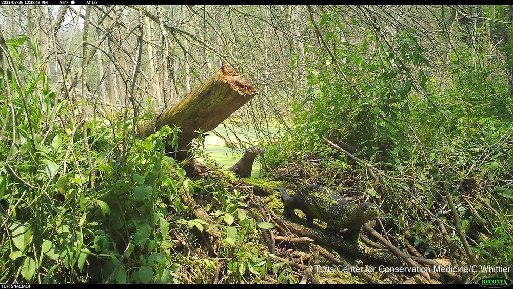 Camera trap photo of river otters