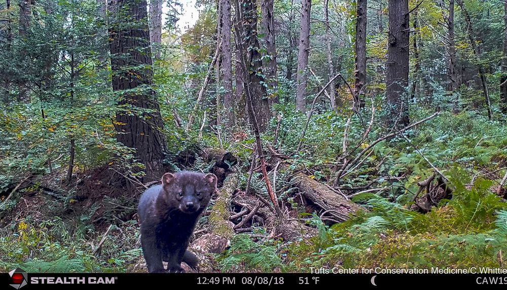 Camera trap photo of a fisher during the day in MA