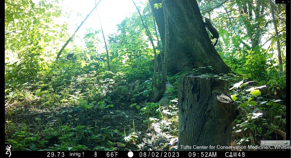 Screen capture of camera trap video of a woodchuck climbing a tree.